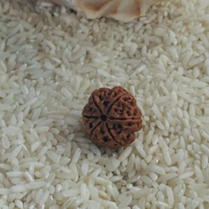 6 Mukhi Rudraksha