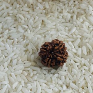 4 Mukhi Rudrakhsa